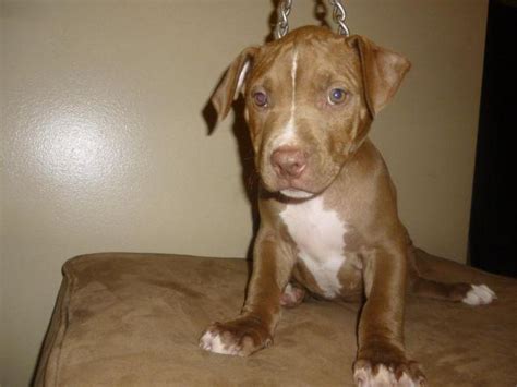 Born 3/12/14; will be 8 weeks on 5/7/14. . Pitbull puppies for sale in missouri